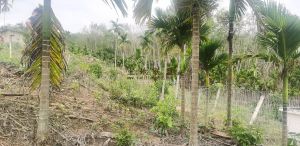 保亭15亩槟榔园转让