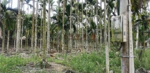 保亭南茂农场35亩槟榔园转让