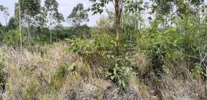 临高东光农场300亩种植地转让