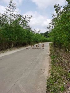 定安300亩竹子园转让