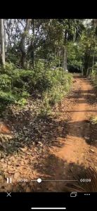 琼山区中税农场11亩林地转让