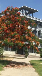 陵水18亩果园转让