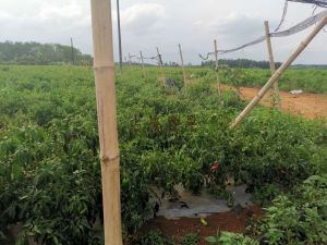 海口琼山区250亩红土种植地转让