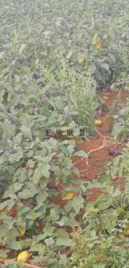 琼山区红旗镇200亩红土种植地转让