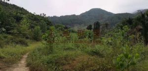 琼中太平农场600亩荒地出租