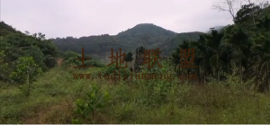 琼中太平农场300亩林地转让