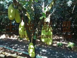 琼海东红农场80亩林地转让