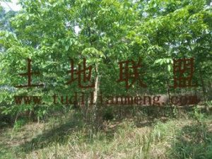 儋州市南丰镇150亩林地转让