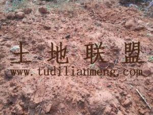 儋州市光村镇150亩耕地出租