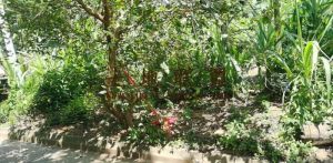 文昌192平米国有地转让