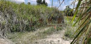 陵水新村25亩耕地出租