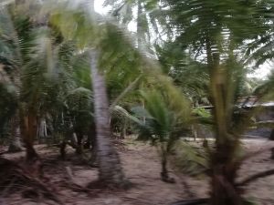 文昌300亩国有农业用地转让