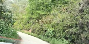 儋州9800亩林地转让