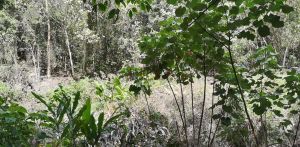 儋州市兰洋镇1750亩林地转包