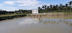 琼海博鳌5亩自留地转让