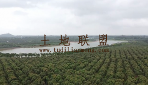 琼山区三门坡88亩荔枝园转让