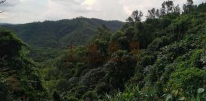 琼中和平镇5500亩林地转让