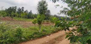 海口火山口700亩耕地转让