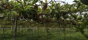 文昌33亩百香果园转让