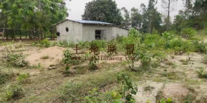 澄迈山口镇3000亩林地转让