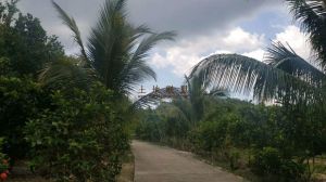 陵水270亩橡胶林转让