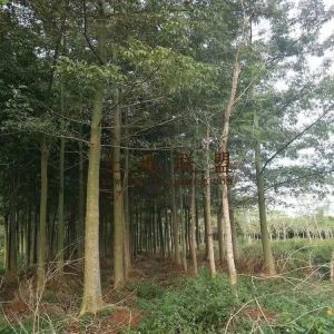 琼海220亩园地转让