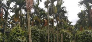 琼海谭门18亩园地转让