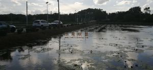 万宁3000亩荷塘合作