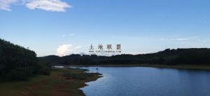 定安1000亩龙眼园转让