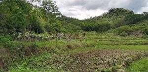 五指山63亩园地转让