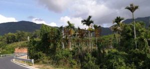 三亚天涯区30亩槟榔园转让