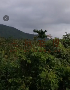 三亚天涯区38亩槟榔园转让