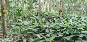 海口永兴镇142平米宅基地转让