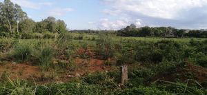 澄迈5亩自留地转让