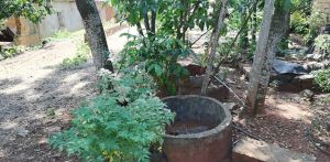 澄迈90亩果园转让