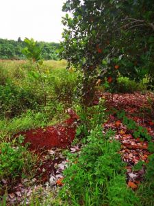 澄迈福山镇30亩耕地转让
