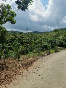 陵水岭门1000亩山坡地转让