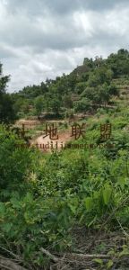 昌江940亩山坡地转让