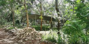 澄迈中兴700亩林地出租