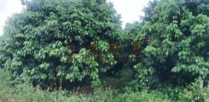 陵水光坡镇118亩果园转让