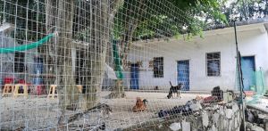 陵水岭门960亩槟榔园转让