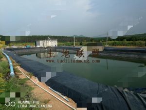 儋州229亩果园转让