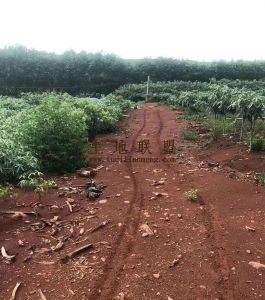 澄迈县43亩园地转让