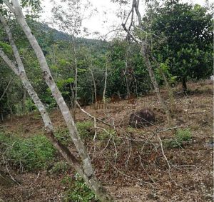 保亭115亩果园转让