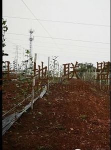 海南临高县博厚130亩果园转包