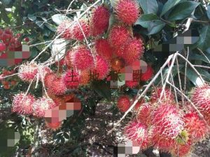 保亭县63亩果园转让