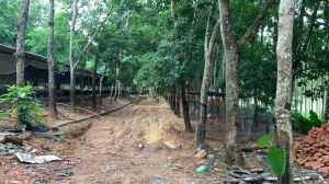 琼海17亩橡胶林转让