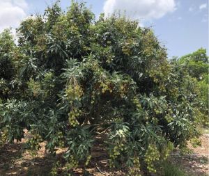 海口琼山区30亩荔枝园转让