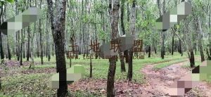 定安县150亩有林地出租