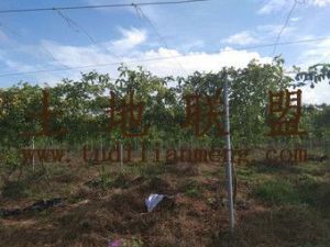 儋州市西庆农场250亩果园转让